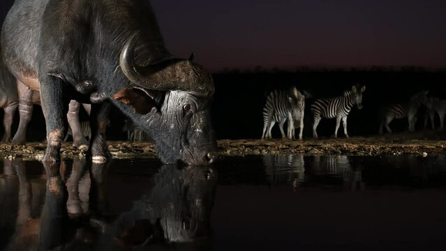 An African buffalo drinking at a water hole with zebras in the background with a beautiful evening sky in South Africa