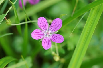 close up of a pink flower