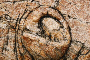 Wood knot background. Grunge wooden texture. Dry desk cracks pattern. Eye look shape. Uneven natural material board. Cactus plant background. Tree mutation pattern.