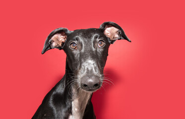 Portrait attentive greyhound looking at camera. Isolated on red or magenta background