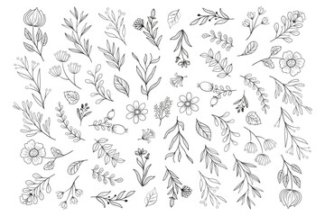 Wild Flower Illustrations - Flower Vector Graphics - Floral Illustration - Cutting Files - Vector Set - Leaf - Leaves - Collection - Nature - Transparent - Isolated - Illustrator - EPS SVG PNG JPG - obrazy, fototapety, plakaty
