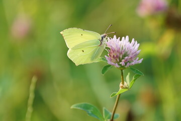 butterfly on a flower