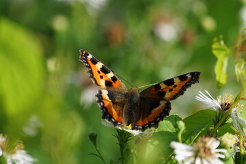butterfly on a flower