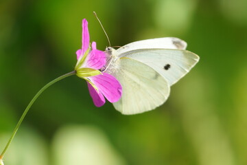 butterfly on a flower