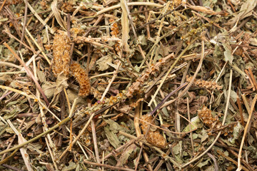 Dried Plantago lanceolata.
