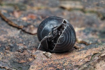 eine rollassel auf einem stück rinde, armadillidium