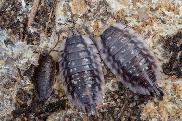 makrofoto von drei kellerasseln auf rinde, porcellio scaber