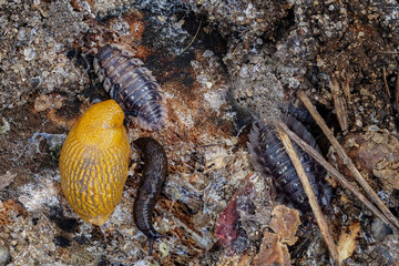 eine gelbe schnecke und kellerasseln auf baumrinde, porcellio scaber