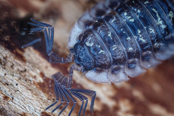 kellerassel bewegt ihre fühler, mehrfach belichtung, porcellio scaber