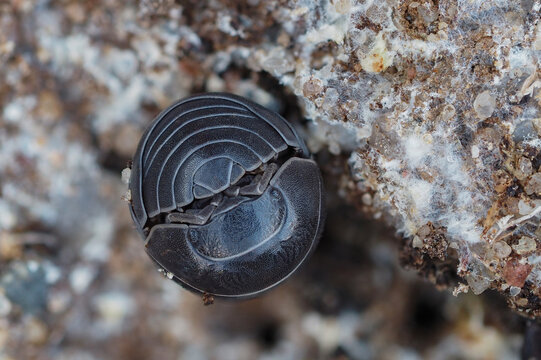 eine rollassel auf einem st&uuml;ck rinde, armadillidium
