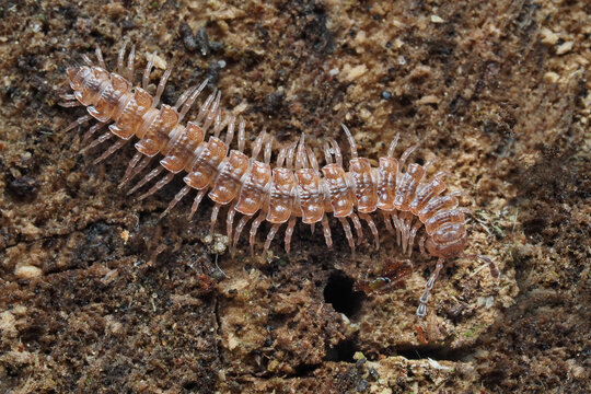 ein bandf&uuml;&szlig;er auf rinde, polydesmus
