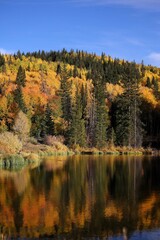 Autumn colors and reflection in calm lake on the Grand Mesa, Colorado