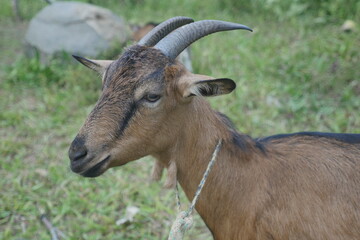 Goat with string leash around neck in farm in Guatemala