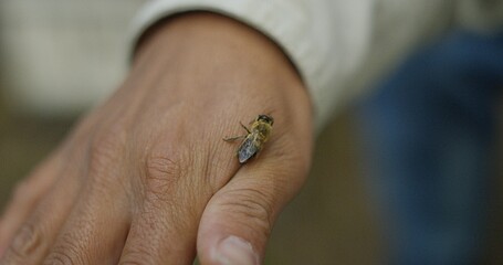 Obraz premium Honey bee crawling on male beekeeper's hand in Guatemala