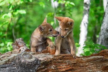 Coyote Pup (Canis latrans) Licks at Sibling on Log Summer
