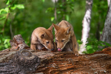 Coyote Pup (Canis latrans) Siblings Investigate Log One Licking Summer