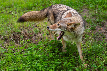 Adult Coyote (Canis latrans) Turns While Running Mouth Open Summer