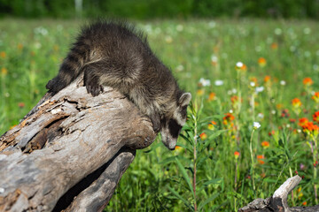 Raccoon (Procyon lotor) Looks Down Off Side of Log Summer