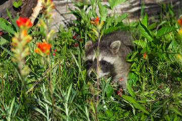 Obraz na płótnie Canvas Raccoon (Procyon lotor) Crawls Through Grass and Flowers Summer