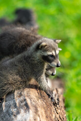 Naklejka na ściany i meble Raccoons (Procyon lotor) Hang Over Top of Log Looking Right Summer