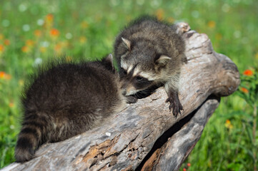 Raccoons (Procyon lotor) Touch Noses on Top of Log Summer