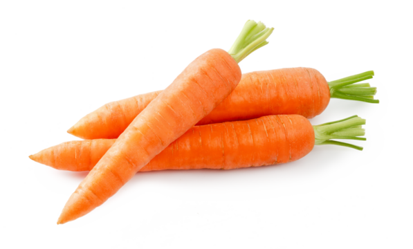 Fresh carrot isolated. Two whole carrots and half of carrot on white background.