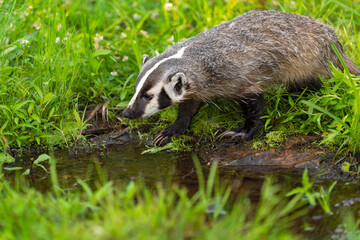 North American Badger (Taxidea taxus) Steps Towards Small Pond Summer