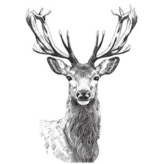 Deer head portrait sketch hand drawn engraving style Vector illustration