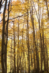 Tall aspen trees full of yellow leaves in autumn in Colorado