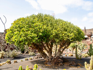 The Cactus garden designed by César Manrique