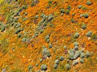 Top down aerial of fields of orange and purple flowers in southern California