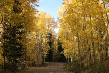 Fototapeta premium Yellow aspen trees lining a dirt road in Colorado in autumn