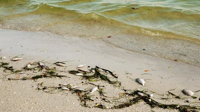Dead fish wash up onto a beach on the Gulf of Mexico at St. Pete Beach after a red tide bloom.