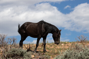 Cloudy blue sky over Black stallion on high desert ridge in the western United States
