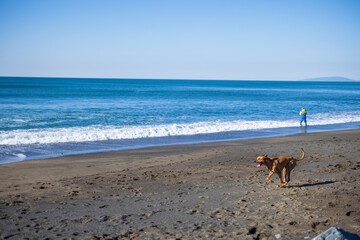 dog running across the beach