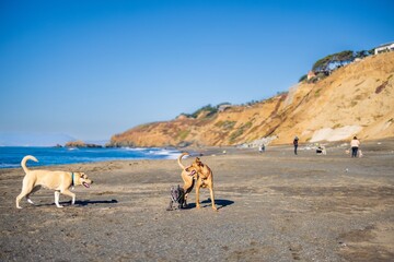 dogs on the coast