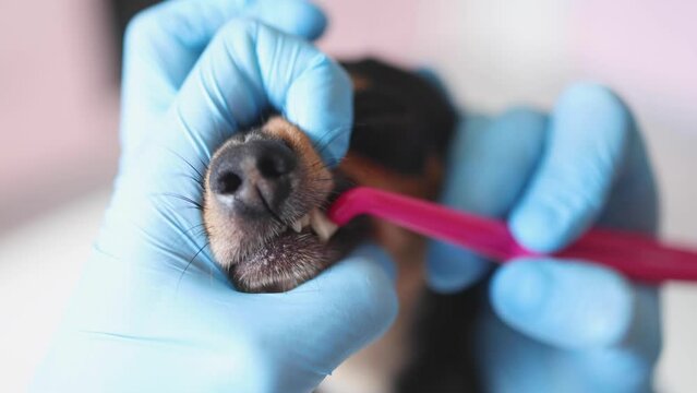 Veterinarian specialist holding small tiny dog and cleaning whitening dog teeth at home with toothpaste dental floss, small black young dog tooth hygiene dental domestic treatment, view of hands
