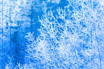 Bare tree branches covered with frost on a frosty winter day. Tinted blue.
