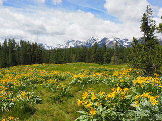 Fototapeta premium grand Tetons national park in spring