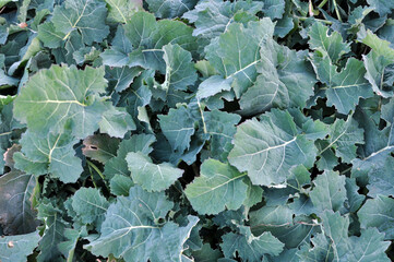 Fototapeta premium In the autumn field grows winter rape