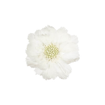 White scabiosa flower isolated on white background. White flwers.