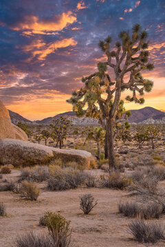 Joshua Tree and Joshua Tree Park during sunset