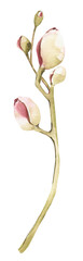 Fototapeta premium Watercolor branch clipart. Floral spring illustration
