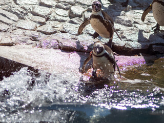 Pinguine gehen baden