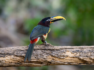 Chestnut-eared Aracari perched on log,  closeup portrait on green background in Pantanal, Brazil