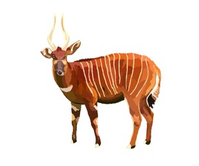 Forest antelope bongo.  A bovid, herbivore, artiodactyl animal.  Listed in the international red book.  On the verge of extinction.  Protection and environmental protection.  Caring for rare animals © sinevaiko
