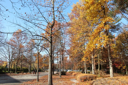 天童総合運動公園で秋をたのしむ

https://www.nwun.com/katsunakatamisa/2016-11-13/

天気もいいので、
遊びにいくことに、
天童の総合運動公園でいちょう並木をみてみたい

この日、天童で平成ナベ合戦も開催で
車混雑でした

意図せず、今日は、天童の総合運動公園へ
そしたら、平成鍋合戦があって混み混み

とっとみて、
寒河江のかつらにそばを食べにいく。