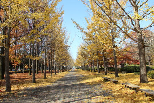 天童総合運動公園で秋をたのしむ

https://www.nwun.com/katsunakatamisa/2016-11-13/

天気もいいので、
遊びにいくことに、
天童の総合運動公園でいちょう並木をみてみたい

この日、天童で平成ナベ合戦も開催で
車混雑でした

意図せず、今日は、天童の総合運動公園へ
そしたら、平成鍋合戦があって混み混み

とっとみて、
寒河江のかつらにそばを食べにいく。