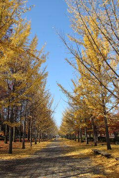 天童総合運動公園で秋をたのしむ

https://www.nwun.com/katsunakatamisa/2016-11-13/

天気もいいので、
遊びにいくことに、
天童の総合運動公園でいちょう並木をみてみたい

この日、天童で平成ナベ合戦も開催で
車混雑でした

意図せず、今日は、天童の総合運動公園へ
そしたら、平成鍋合戦があって混み混み

とっとみて、
寒河江のかつらにそばを食べにいく。