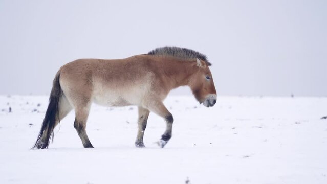 Przewalski's Horse with snow. Mongolian wild horse walking in the winter nature habitat. Slow horse walk in cold weather.